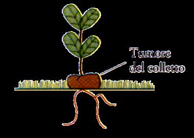 Agrobacterium tumefaciens Batterio del suolo gram-negativo Fitopatogeno Capace di trasformare geneticamente le piante con un processo che rientra normalmente nel suo ciclo vitale.