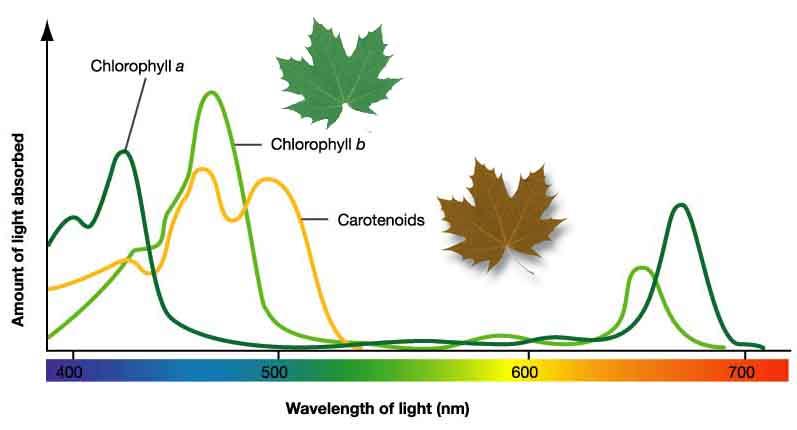SPETTROFOTOMETRIA DI ASSORBIMENTO La spettrofotometria è il processo che determina la quantità di luce (E - ע - λ) assorbita da composti disciolti in soluzione.