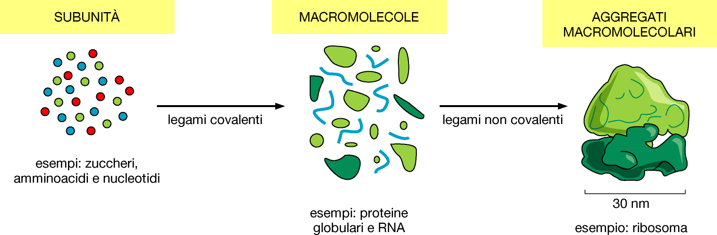 Le strutture cellulari sono