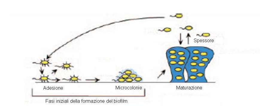 Costerton, 2002) Multi resistenza dovuta a : Habitat favorevole Comunicazione