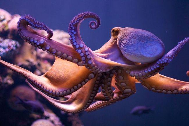 I CEFALOPODI Hanno la bocca circondata da una corona di tentacoli provvisti di ventose.