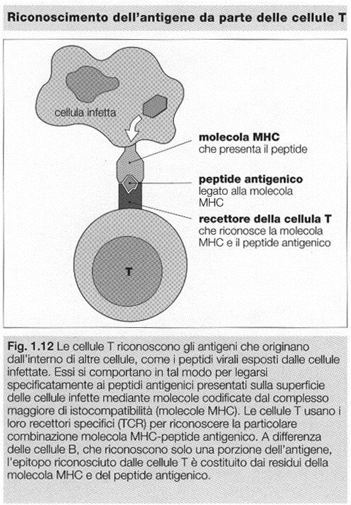 Attivazione dei linfociti T Il recettore per l antigene TCR è in grado di riconoscere solo antigeni proteici legati a molecole MHC di classe I (Linfociti T CD8+)