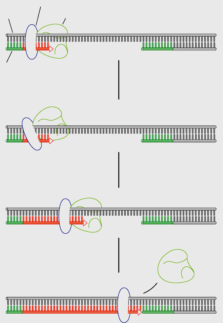 Meccanismo d' azione della sliding clamp (pinza beta) La sliding clamp assicura il legame del core dell'enzima con l estremità del DNA in crescita.