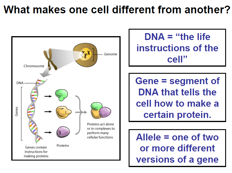 Come funziona il DNA? E perché siamo uguali ma diversi?