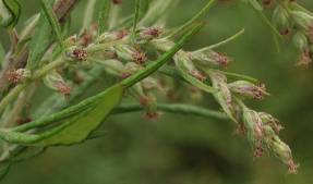 ); formazioni boschive aperte ed ecotonali Impatti: specie stolonifera ad elevata capacità infestante; pianta allergenica (polline) Misure di contenim./eradicaz.