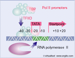 La TBP lega il DNA in maniera atipica: nel solco secondario (minore), mentre tipicamente le proteine che legano il DNA contattano la doppia elica nel solco principale (maggiore).