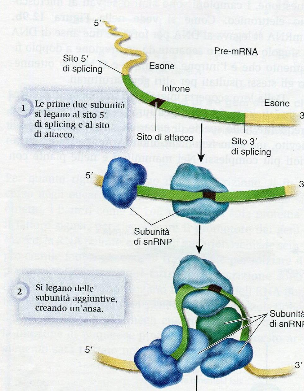 Le subunità dello spliceosoma si legano ai tre siti in modo tale che l introne formi una struttura a cappio, che i siti 5 e 3 vengano tagliati,il cappio rilasciato e poi degradato mentre i due esoni