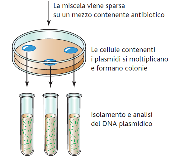 Identificazione e sviluppo organismo modificato Le cellule geneticamente modificate (ovvero contenenti il vettore) acquisiranno la resistenza all antibiotico portata dal