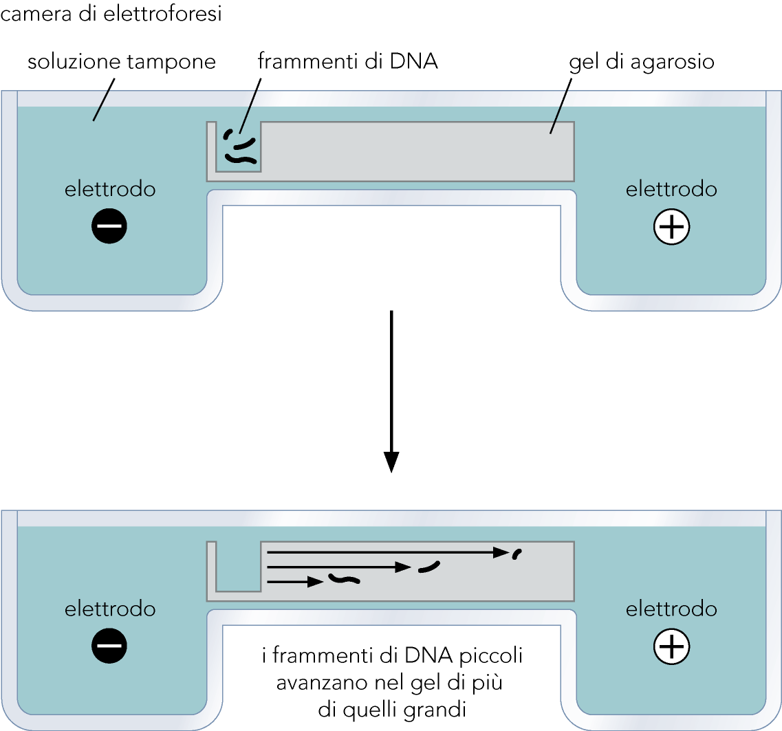 Le molecole lineari di dsdna migrano a velocità inversamente