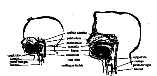Nell adulto la cavità orale e la faringe sono unite da una piegatura ad angolo retto del tratto vocale, questa forma del tratto vocale permette alla lingua di compiere una varietà di movimenti Il
