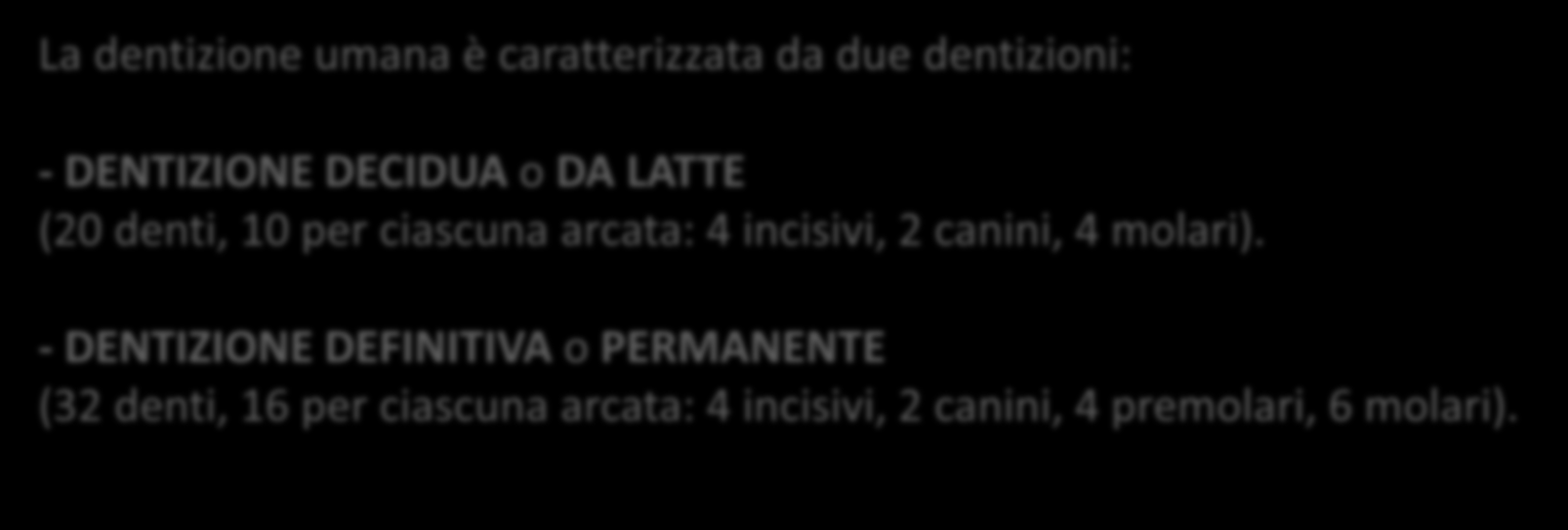 MANDIBOLA - Si articola attraverso i condili mandibolari all osso temporale (articolazione temporomandibolare). - Si compone di due parti principali: il CORPO (ramo orizzontale) e il RAMO verticale.