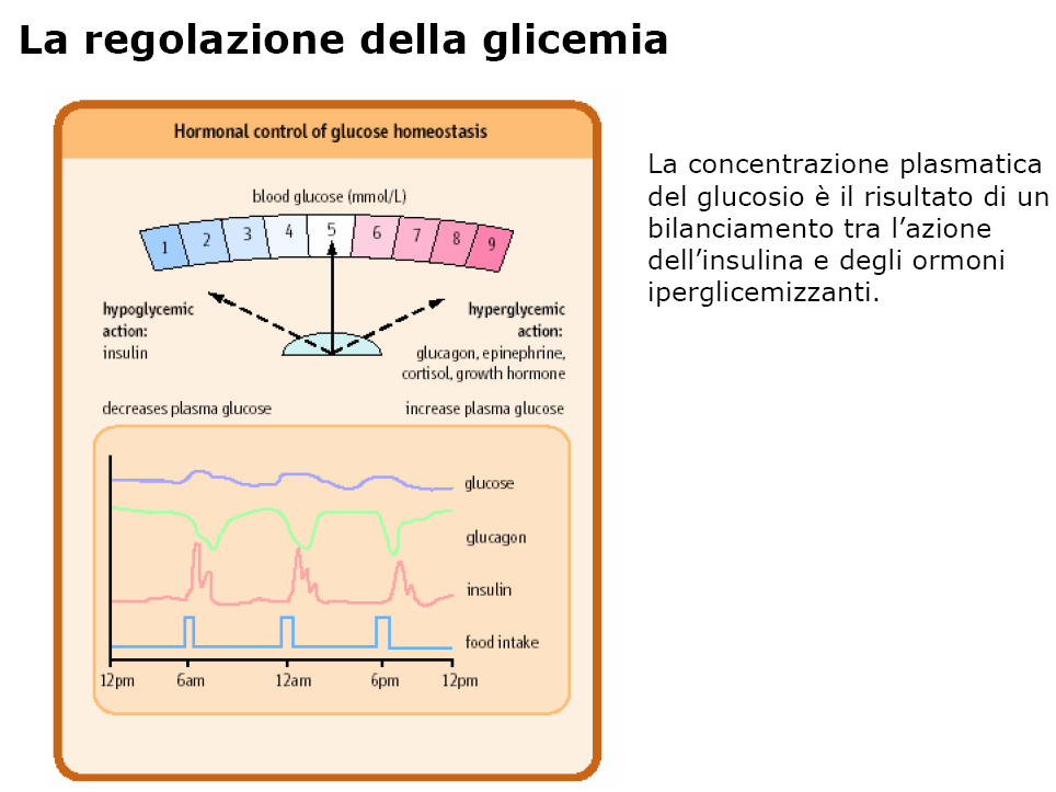 Nella fase di buona alimentazione.