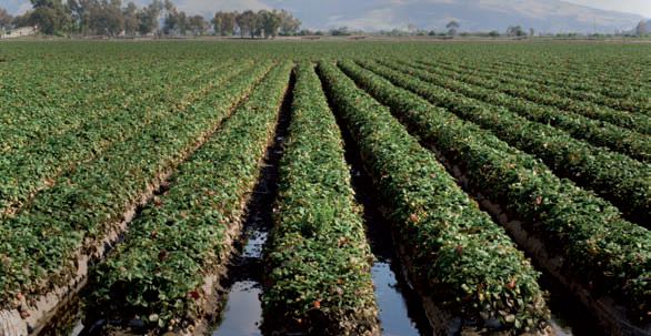 Tipi di irrigazione a SCORRIMENTO L acqua, dopo aver riempito un fossetto adduttore, trabocca da esso e scorre lentamente sul campo coltivato infiltrandosi nel suolo.