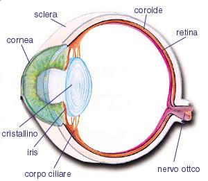 Anatomia