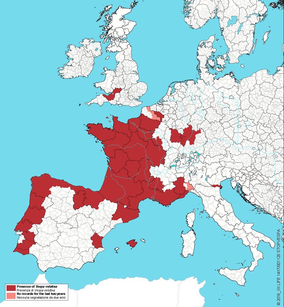 Arrivo ed espansione in Francia ed Europa