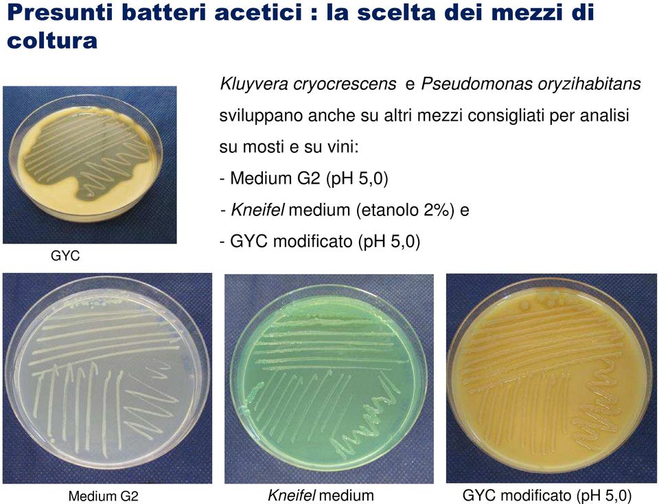 consigliati per analisi su mosti e su vini: - Medium G2 (ph 5,0) - Kneifel