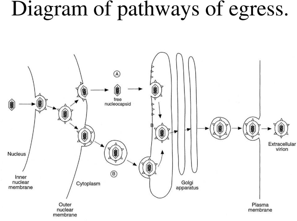 pathways 