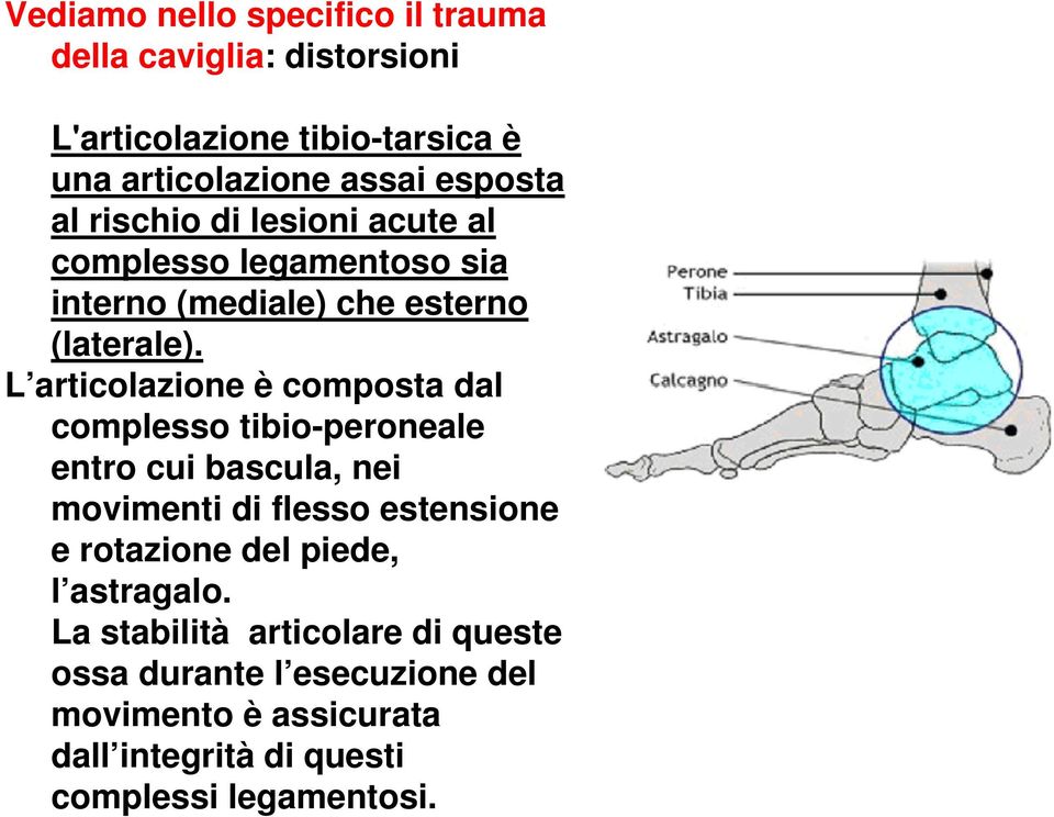 L articolazione è composta dal complesso tibio-peroneale entro cui bascula, nei movimenti di flesso estensione e rotazione del