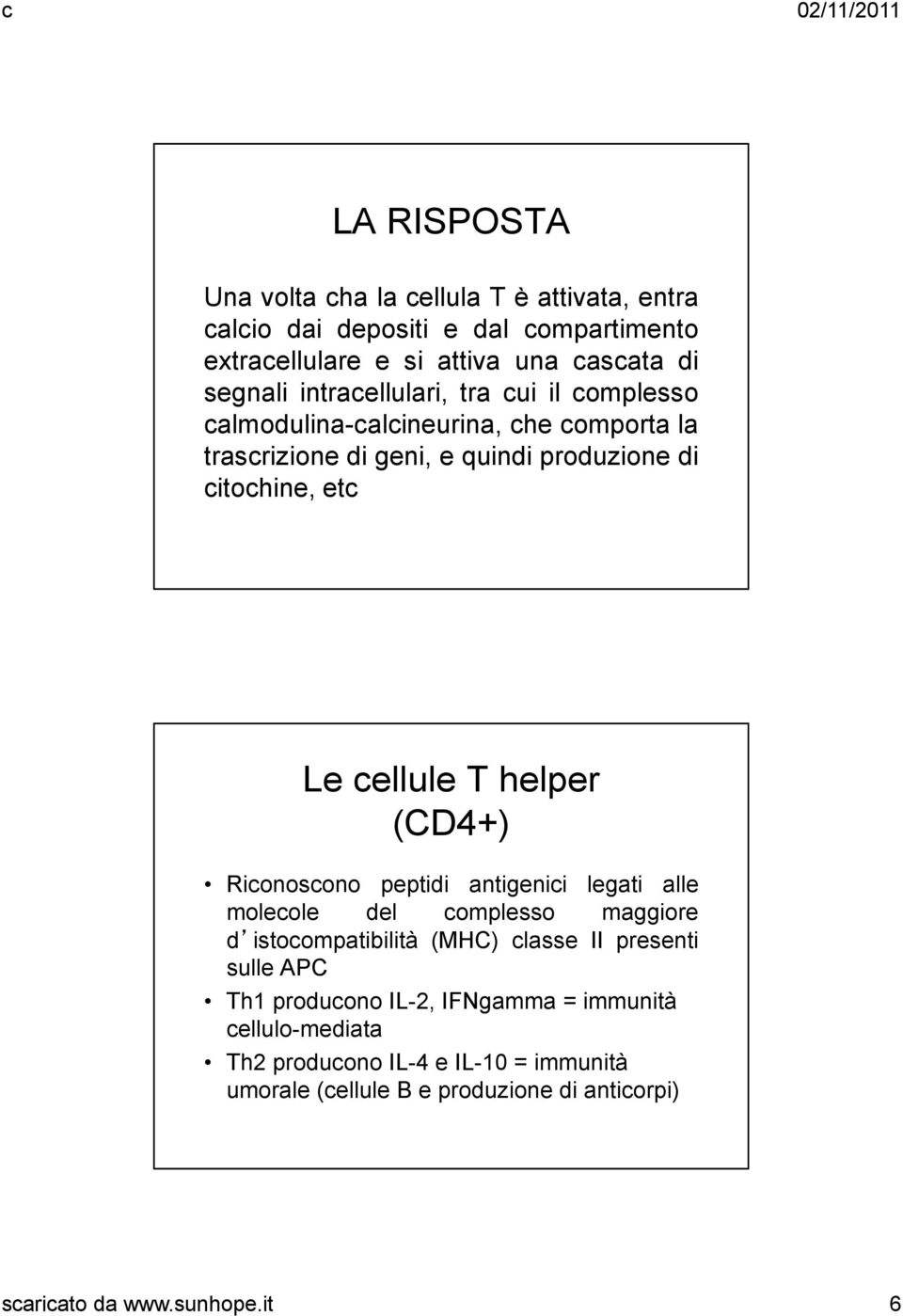 helper (CD4+) Riconoscono peptidi antigenici legati alle molecole del complesso maggiore d istocompatibilità (MHC) classe II presenti sulle APC Th1