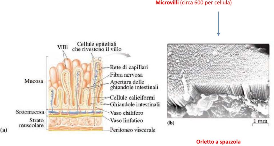 per cellula)