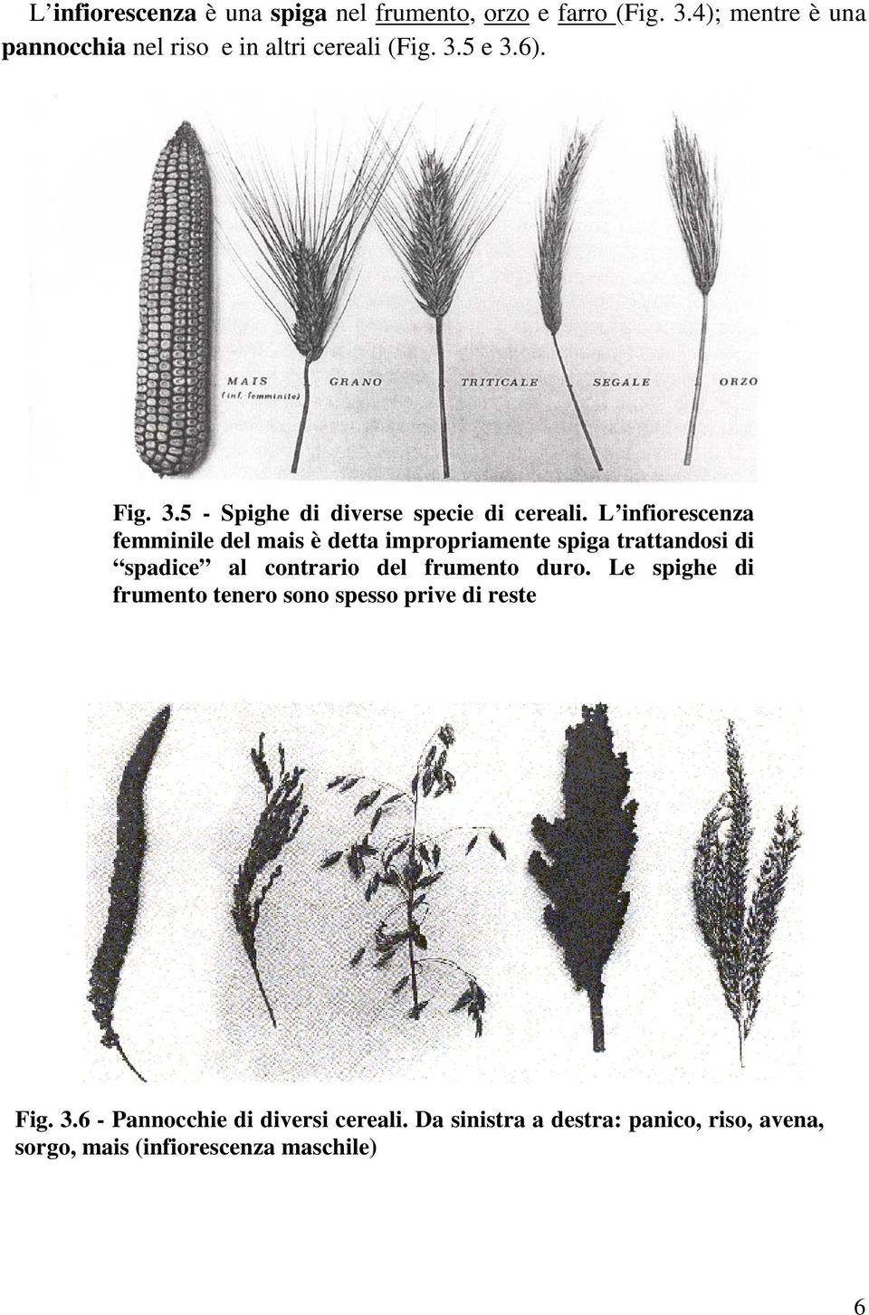 L infiorescenza femminile del mais è detta impropriamente spiga trattandosi di spadice al contrario del frumento duro.