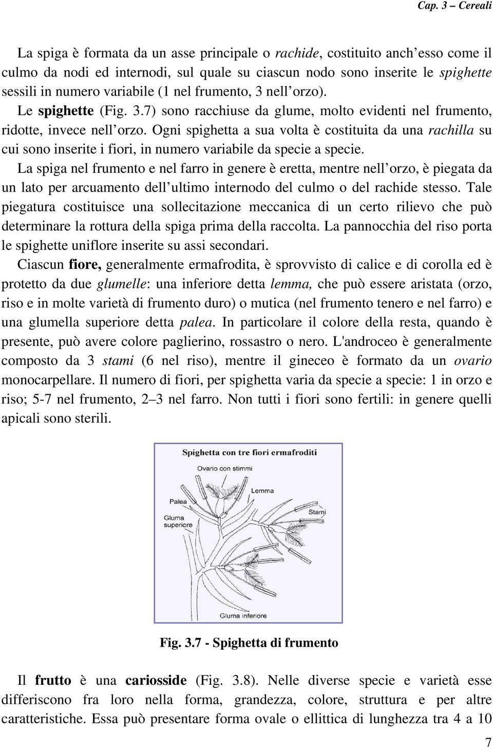 Ogni spighetta a sua volta è costituita da una rachilla su cui sono inserite i fiori, in numero variabile da specie a specie.