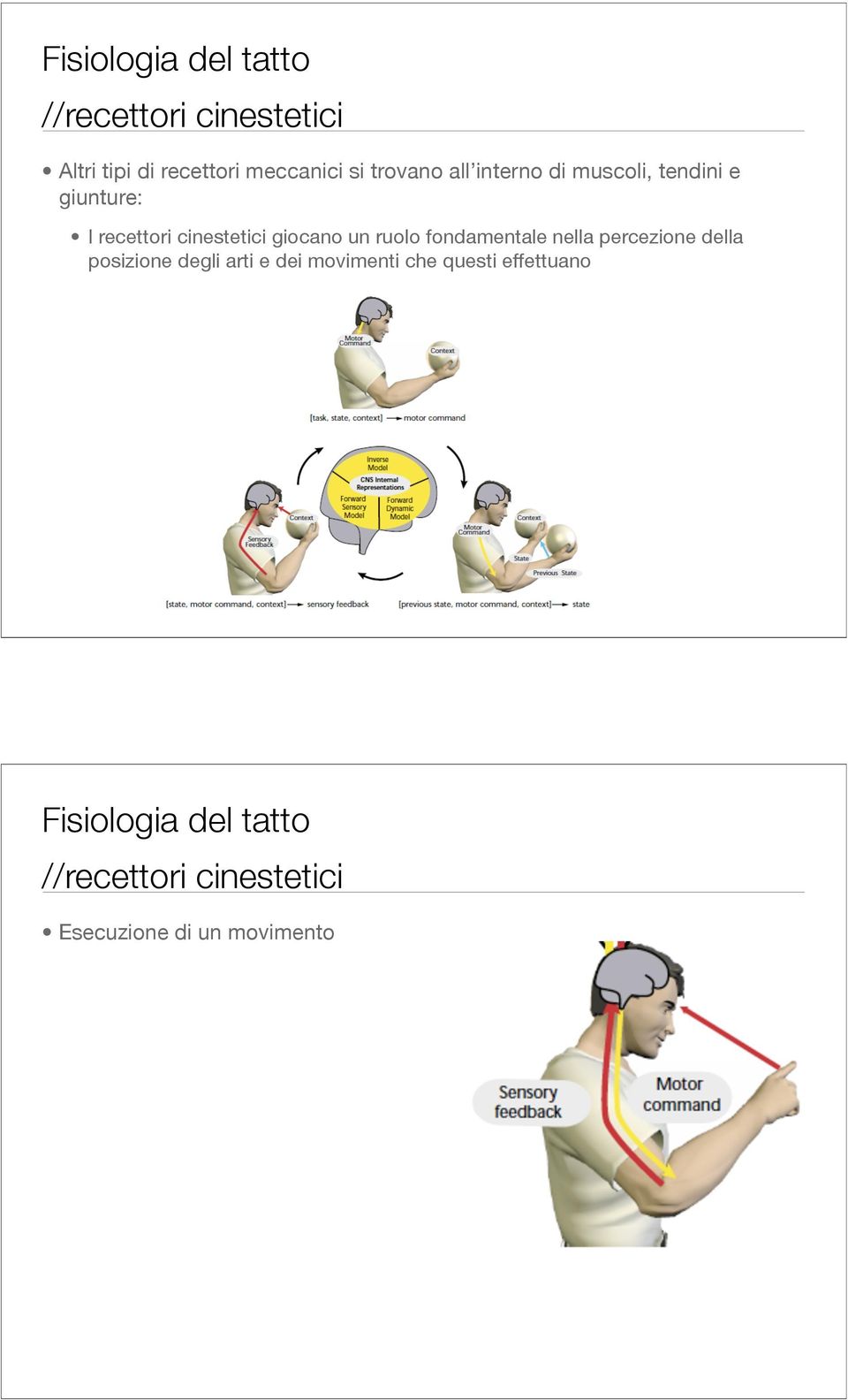 un ruolo fondamentale nella percezione della posizione degli arti e dei movimenti che