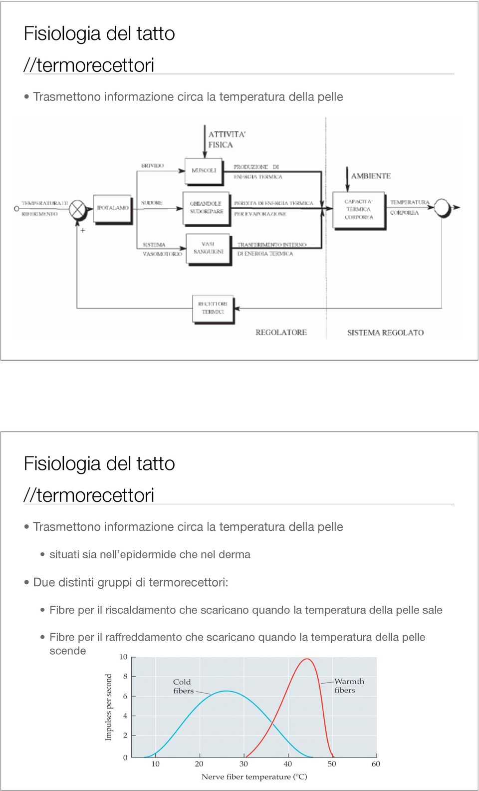 epidermide che nel derma Due distinti gruppi di termorecettori: Fibre per il riscaldamento che scaricano