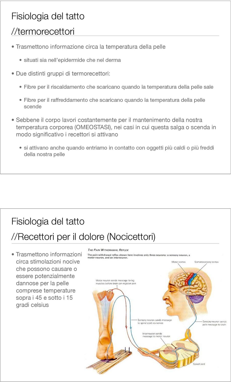 mantenimento della nostra temperatura corporea (OMEOSTASI), nei casi in cui questa salga o scenda in modo significativo i recettori si attivano si attivano anche quando entriamo in contatto con