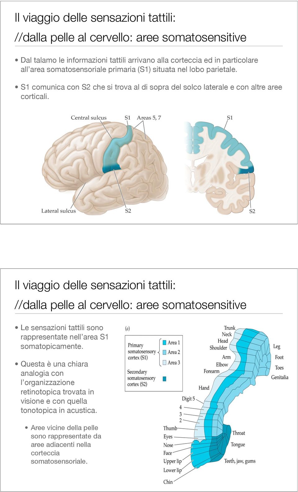 Il viaggio delle sensazioni tattili: //dalla pelle al cervello: aree somatosensitive Le sensazioni tattili sono rappresentate nell area S1 somatopicamente.
