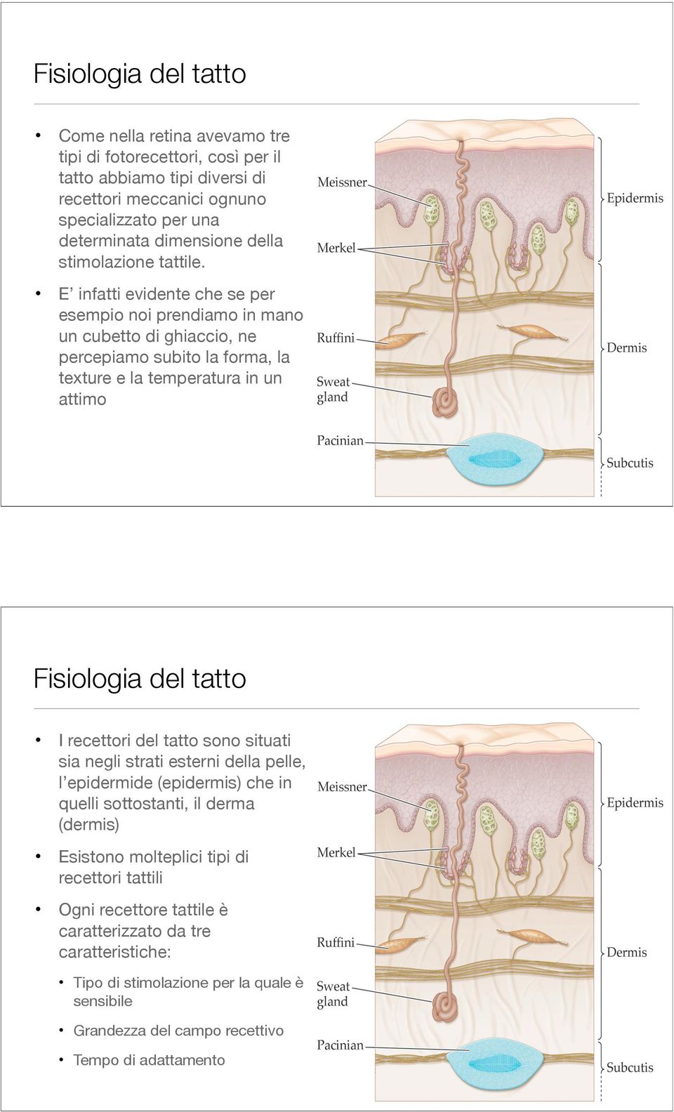 E infatti evidente che se per esempio noi prendiamo in mano un cubetto di ghiaccio, ne percepiamo subito la forma, la texture e la temperatura in un attimo Fisiologia del tatto I