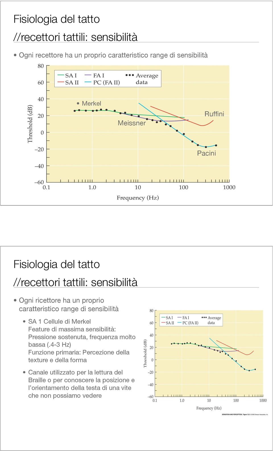 Merkel Feature di massima sensibilità: Pressione sostenuta, frequenza molto bassa (.