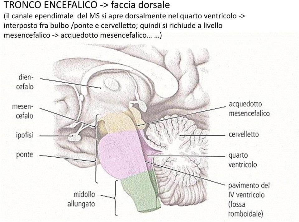 ventricolo -> interposto fra bulbo /ponte e cervelletto;