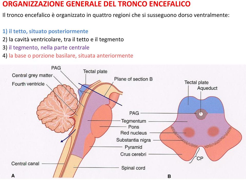 tetto, situato posteriormente 2) la cavità ventricolare, tra il tetto e il