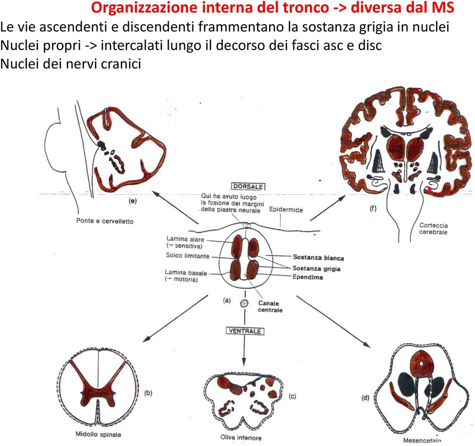 sostanza grigia in nuclei Nuclei propri ->