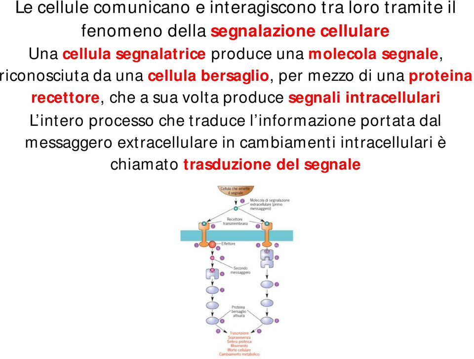 una proteina recettore, che a sua volta produce segnali intracellulari L intero processo che traduce l