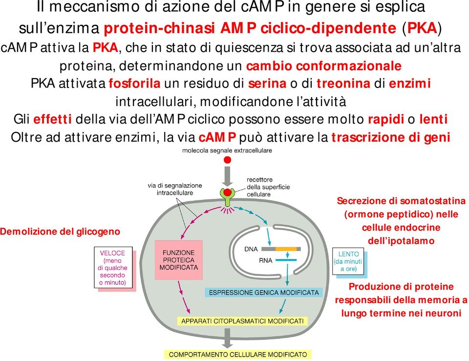 l attività Gli effetti della via dell AMP ciclico possono essere molto rapidi o lenti Oltre ad attivare enzimi, la via camp può attivare la trascrizione di geni
