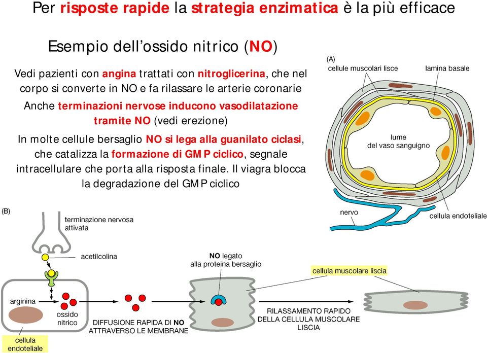 inducono vasodilatazione tramite NO (vedi erezione) In molte cellule bersaglio NO si lega alla guanilato ciclasi, che