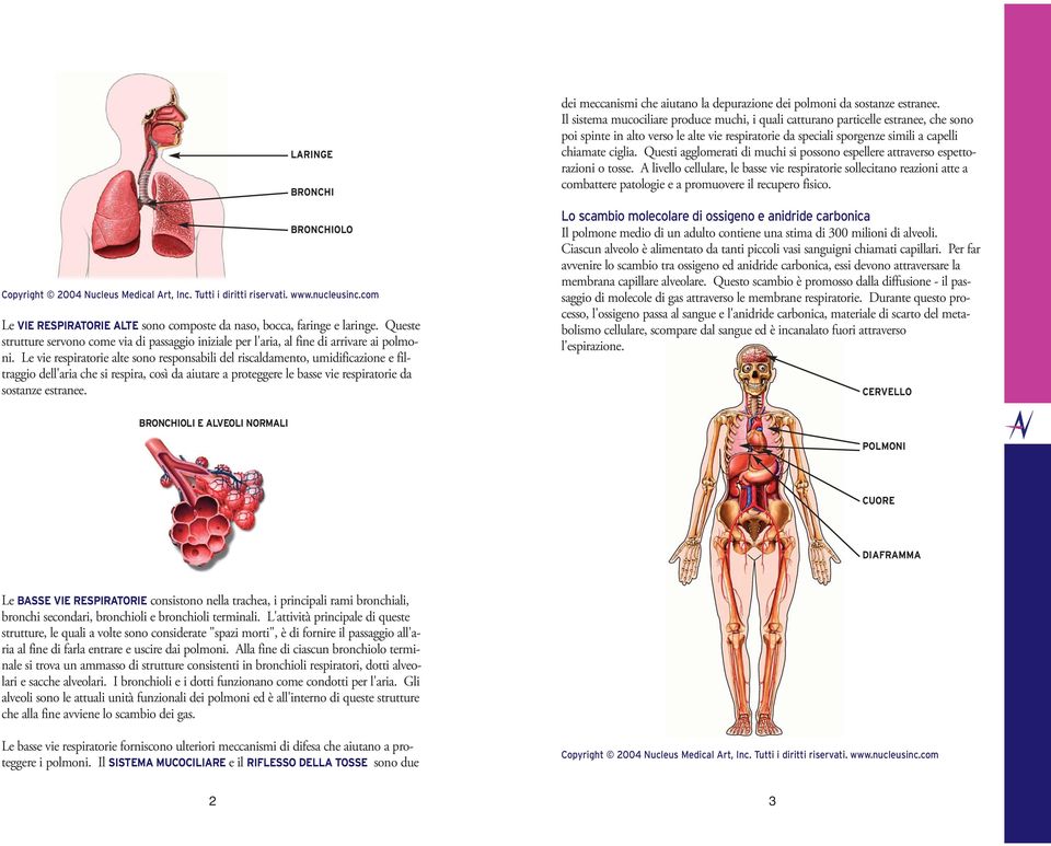 Le vie respiratorie alte sono responsabili del riscaldamento, umidificazione e filtraggio dell'aria che si respira, così da aiutare a proteggere le basse vie respiratorie da sostanze estranee.