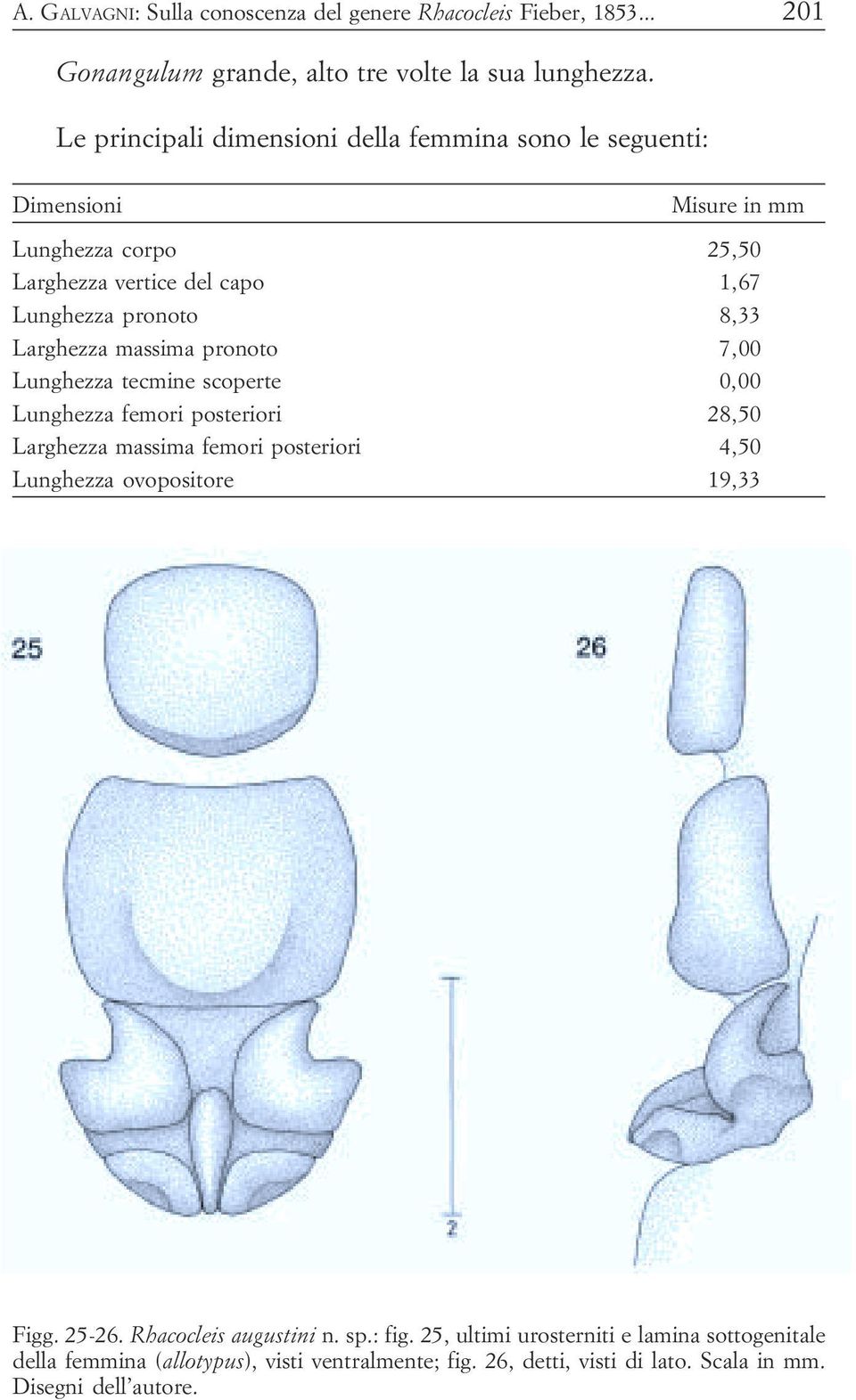 tecmine scoperte 0,00 Lunghezza femori posteriori 28,50 Larghezza massima femori posteriori 4,50 Lunghezza ovopositore 19,33 Figg 25-26 Rhacocleis augustini n
