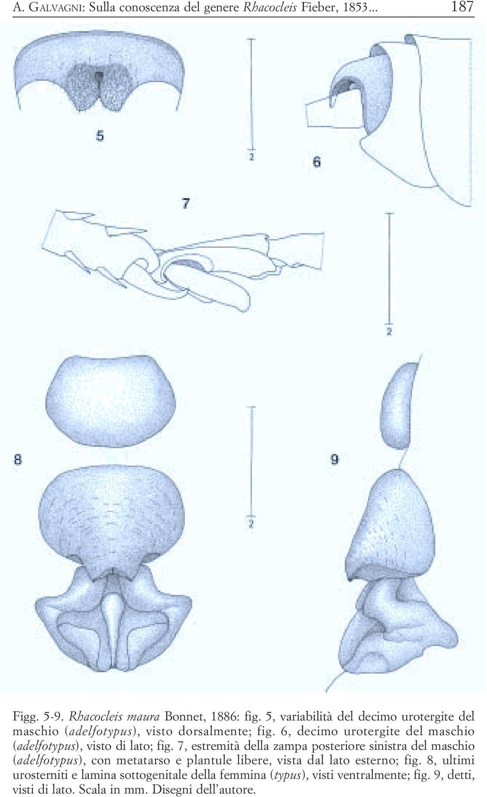 7, estremità della zampa posteriore sinistra del maschio (adelfotypus), con metatarso e plantule libere, vista dal lato esterno; fig 8,