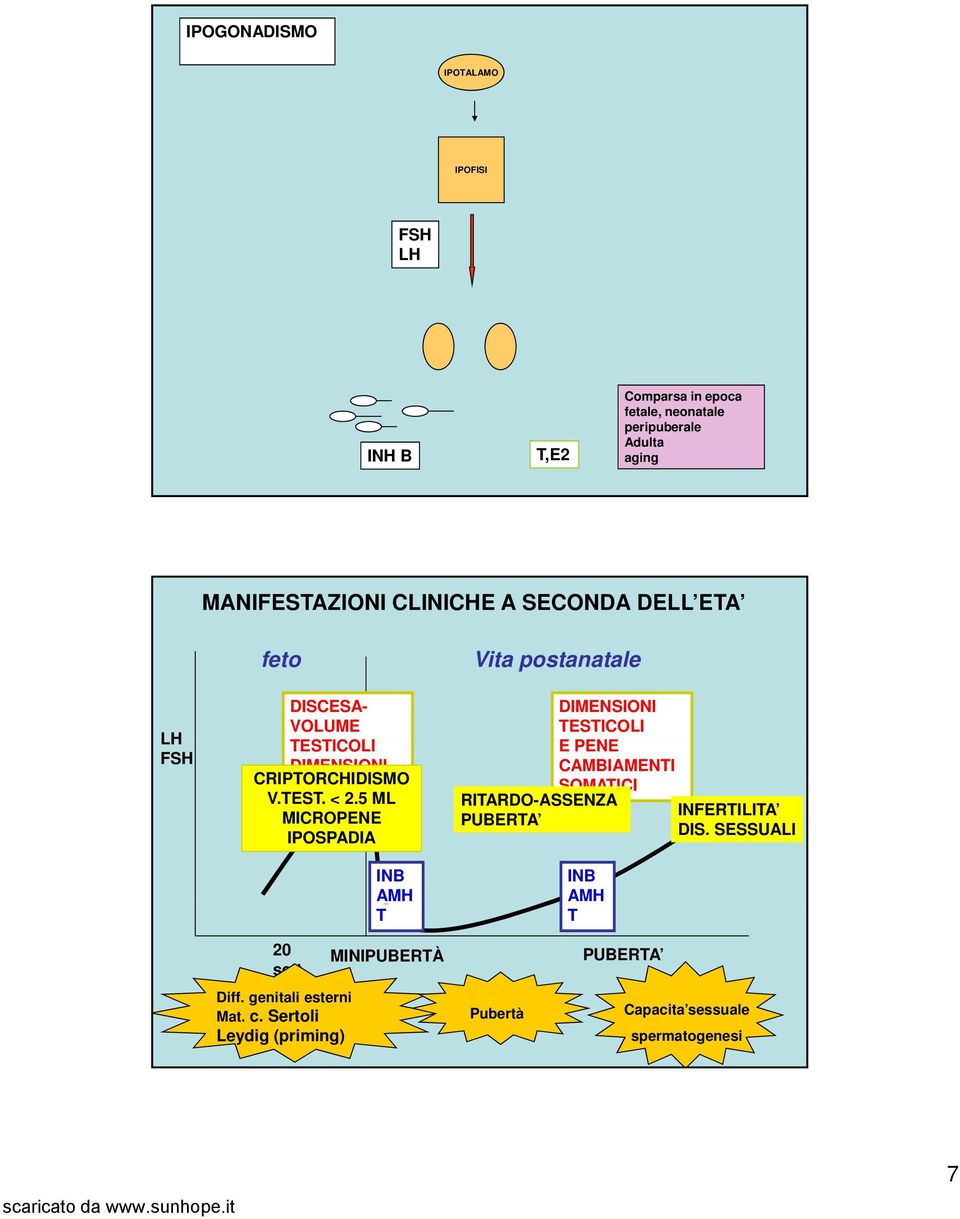 5 ML MICROPENE IPOSPADIA INB AMH T Vita postanatale DIMENSIONI TESTICOLI E PENE CAMBIAMENTI SOMATICI RITARDO-ASSENZA PUBERTA INB