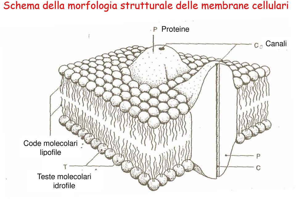 cellulari Proteine Canali Code