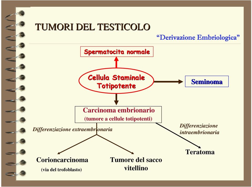 embrionario (tumore a cellule totipotenti) Differenziazione