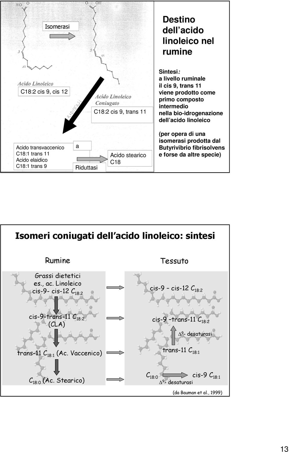 Butyrivibrio fibrisolvens e forse da altre specie) Isomeri coniugati dell acido linoleico: : sintesi Rumine Grassi dietetici es., ac.