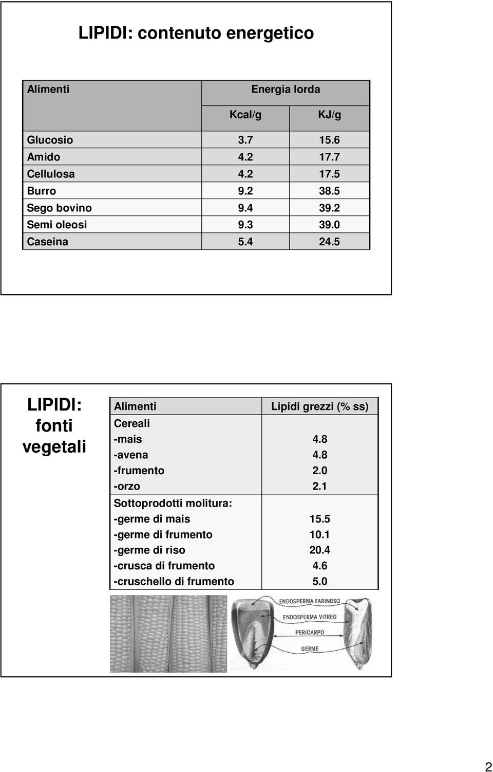 5 LIPIDI: fonti vegetali Alimenti Cereali -mais -avena -frumento -orzo Sottoprodotti molitura: -germe di