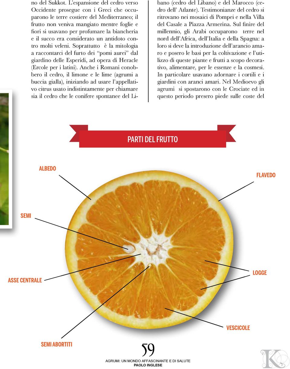 chiamare sia il cedro che le conifere spontanee del Libano (cedro del Libano) e del Marocco (cedro dell Atlante).