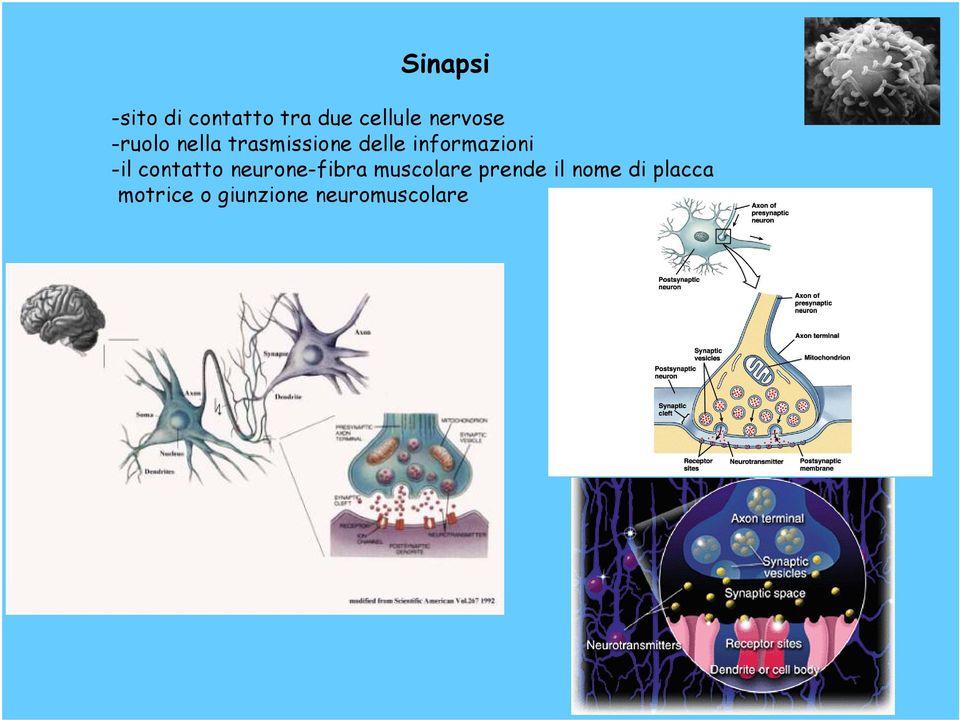 informazioni -il contatto neurone-fibra