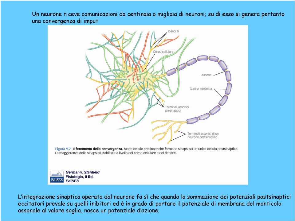 la sommazione dei potenziali postsinaptici eccitatori prevale su quelli inibitori ed è in grado