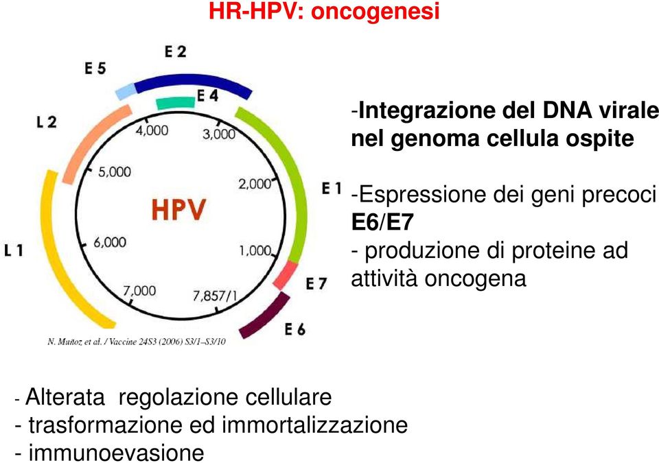 produzione di proteine ad attività oncogena - Alterata